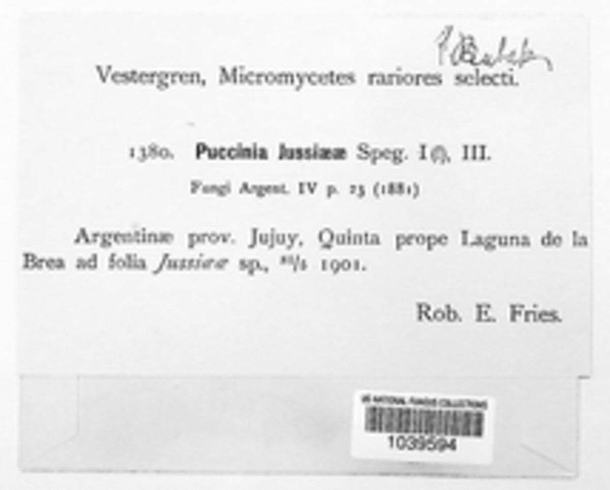 Puccinia jussiaeae image